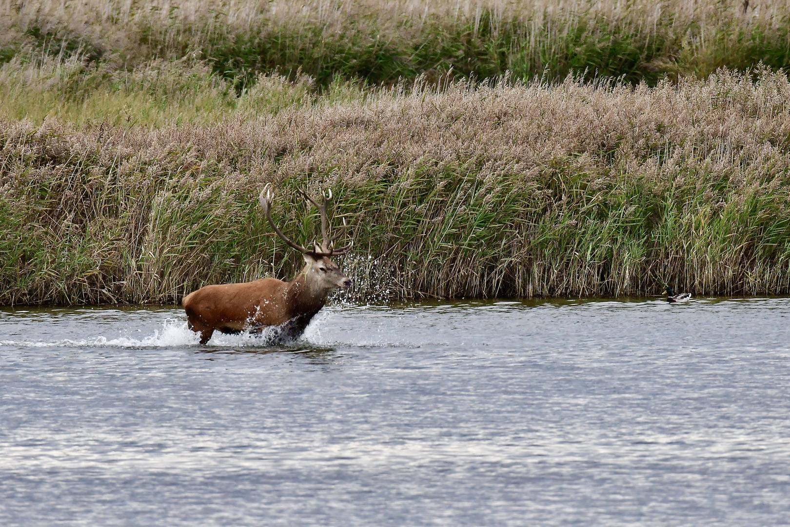 Hirschbrunft