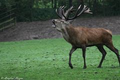 Hirschbrunft (2) - Den Rivalen verjagen