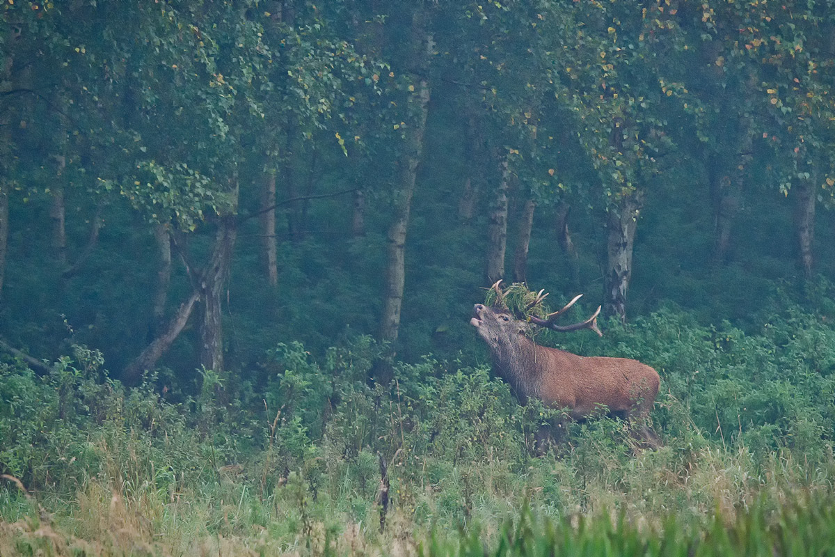 Hirschbrunft 2011/1