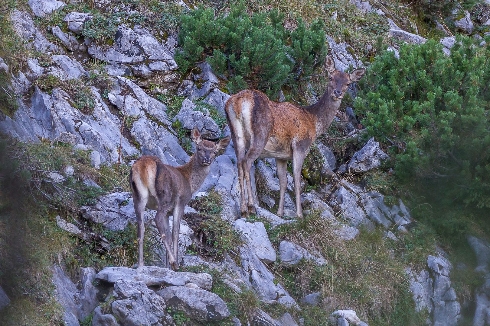 Hirschbrunft 2018