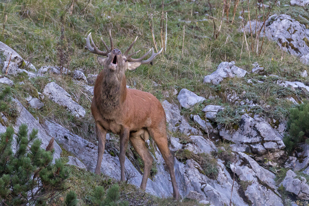 Hirschbrunft 2018