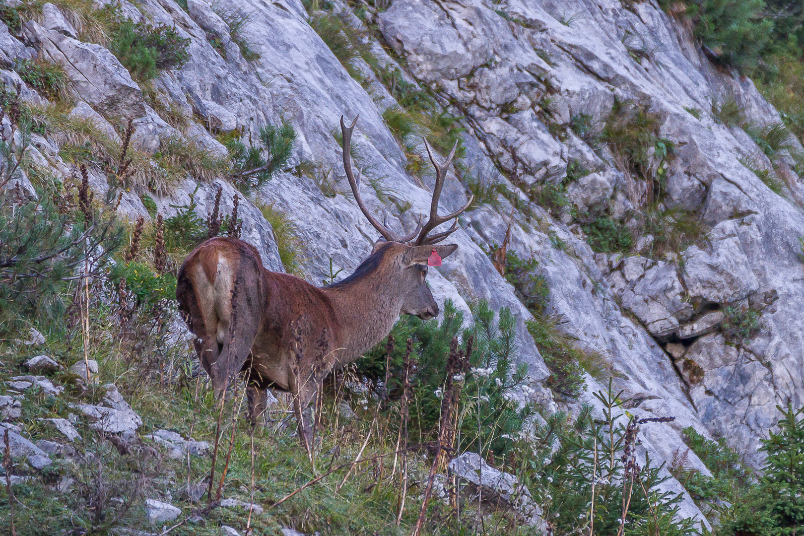 Hirschbrunft 2018  IIII