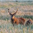 Hirschbrunft 2021auf dem Darß