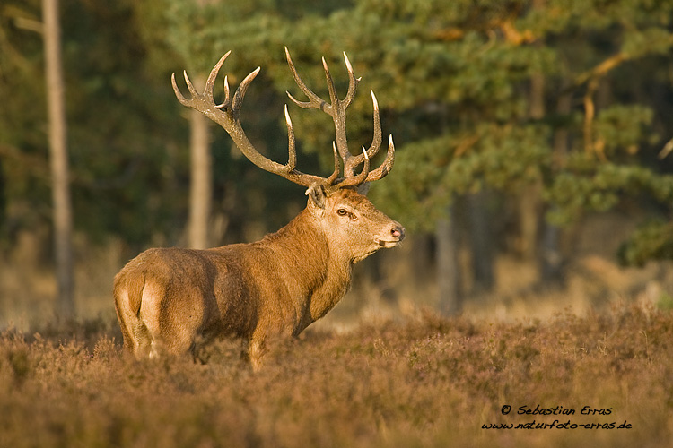 ~ Hirschbrunft ~