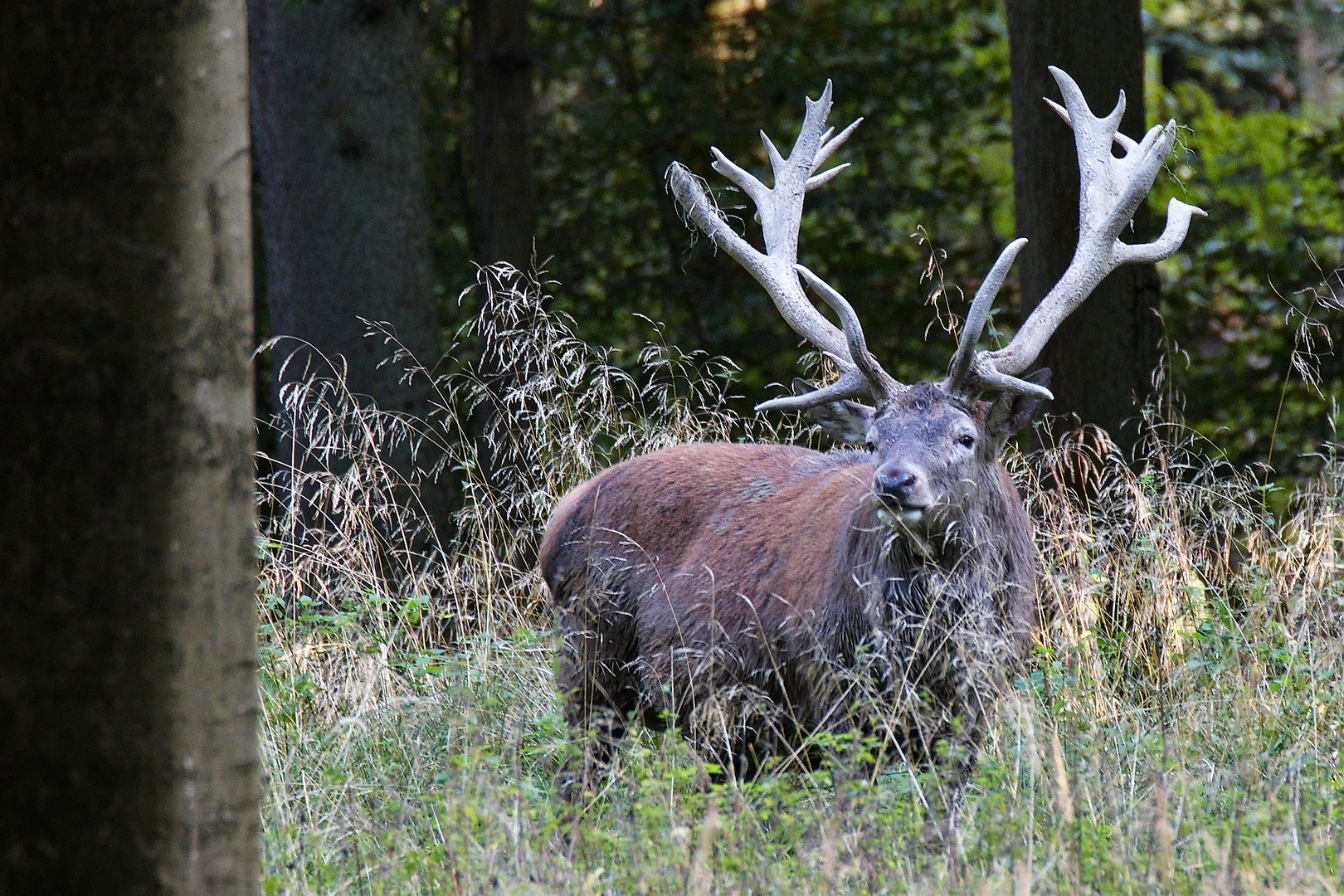 Hirschbrunft (4)