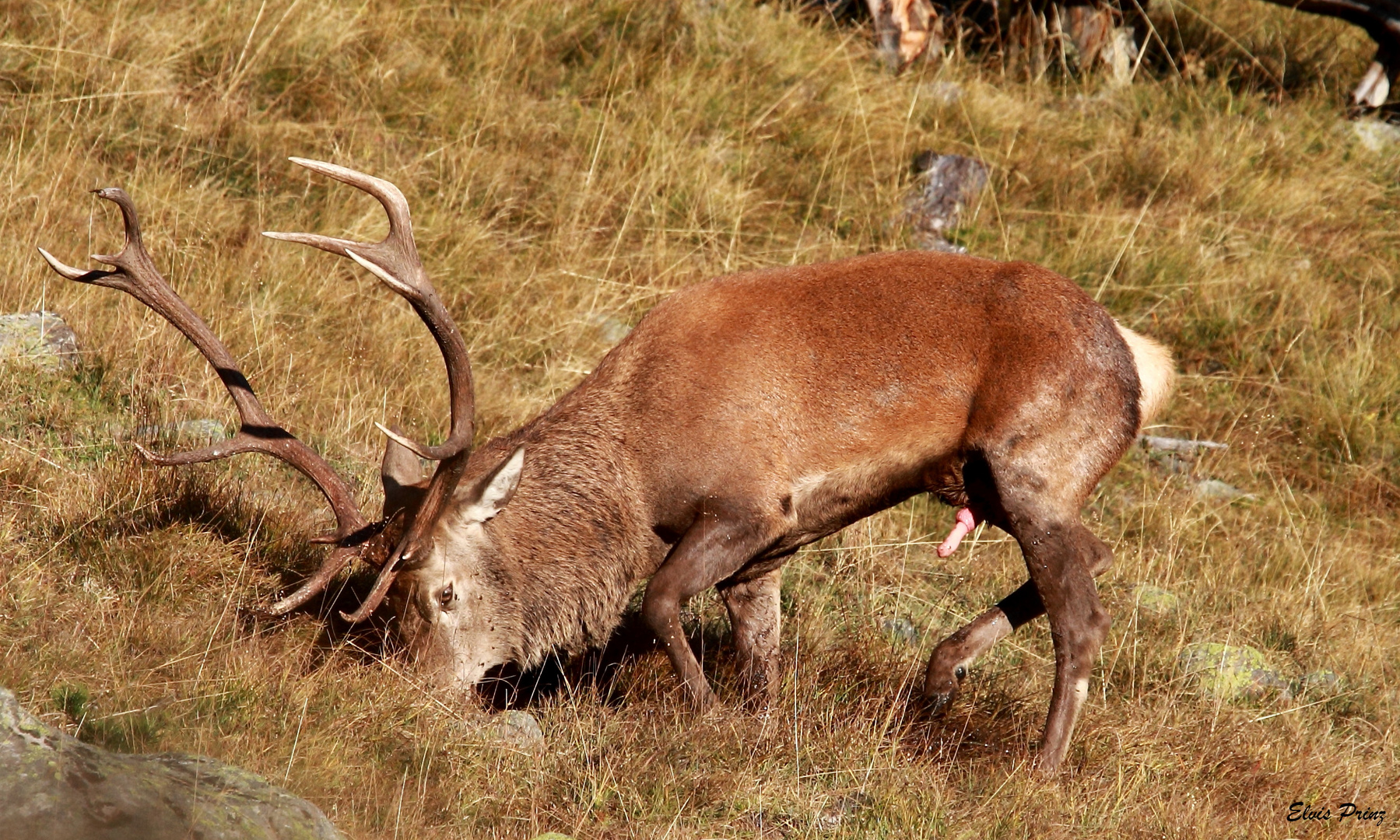 Hirschbrunft