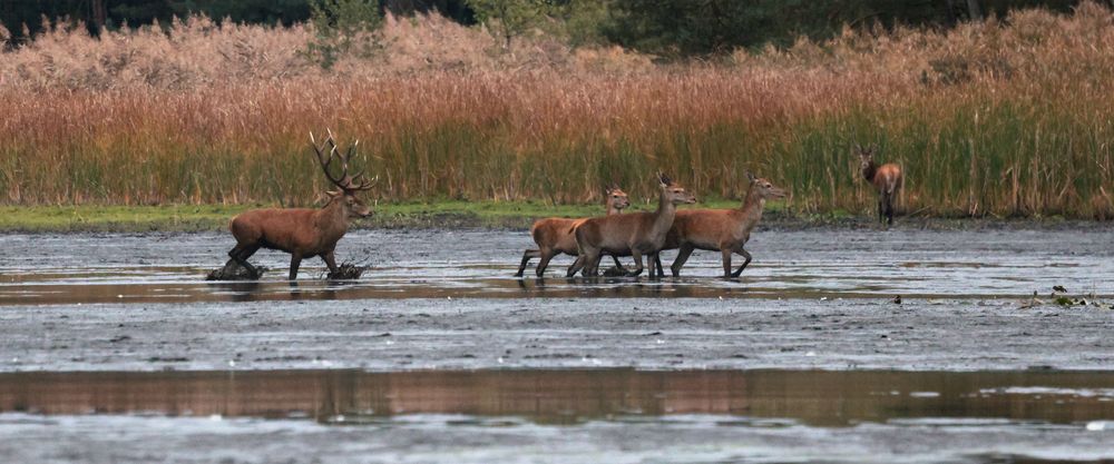 Hirschbrunft Foto & Bild wasser, teich, natur Bilder auf