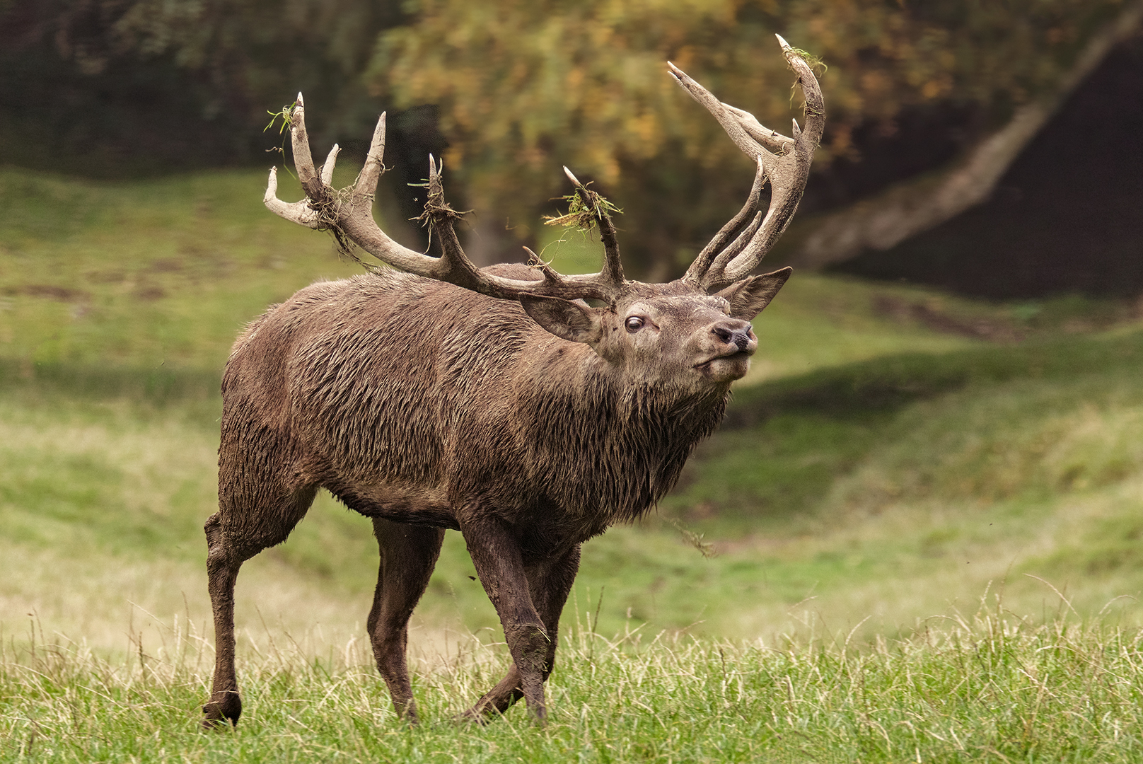 Hirschbrunft