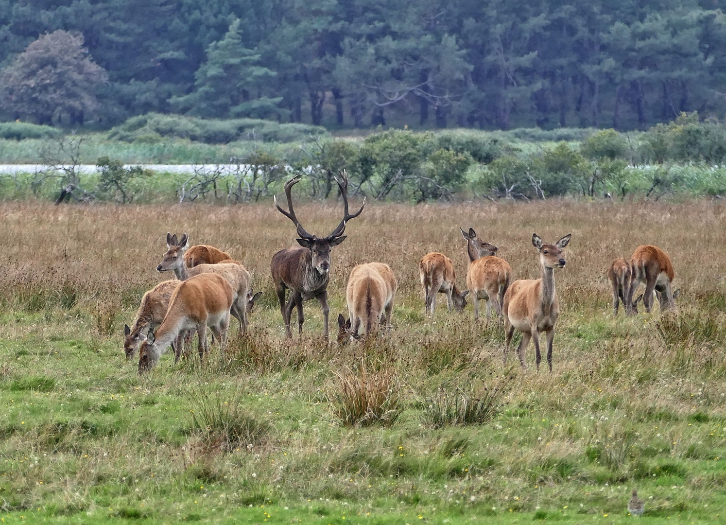 Hirschbrunft