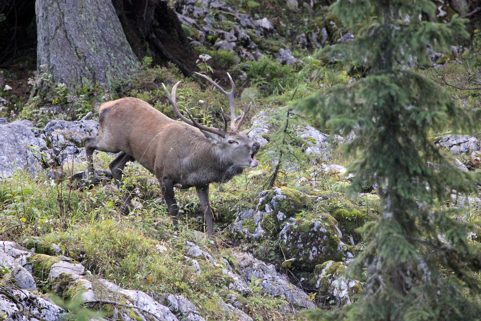 Hirschbrunft