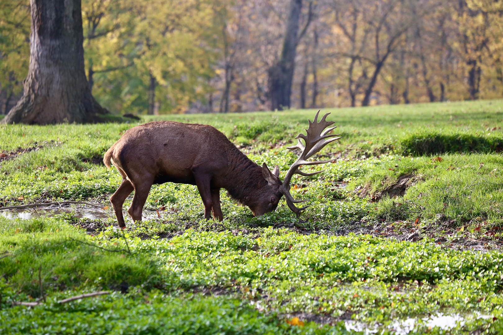 Hirschbrunft