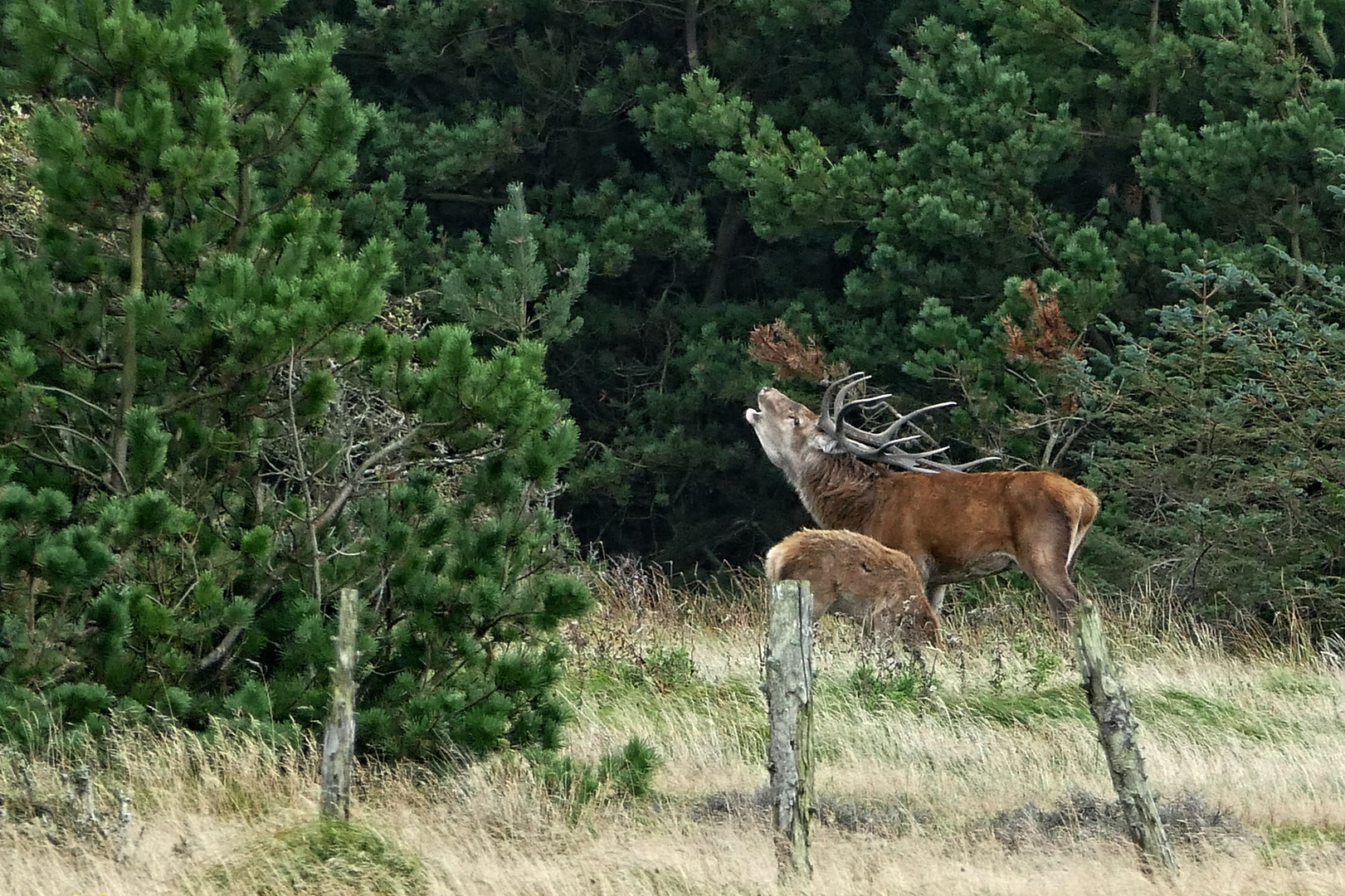 Hirschbrunft