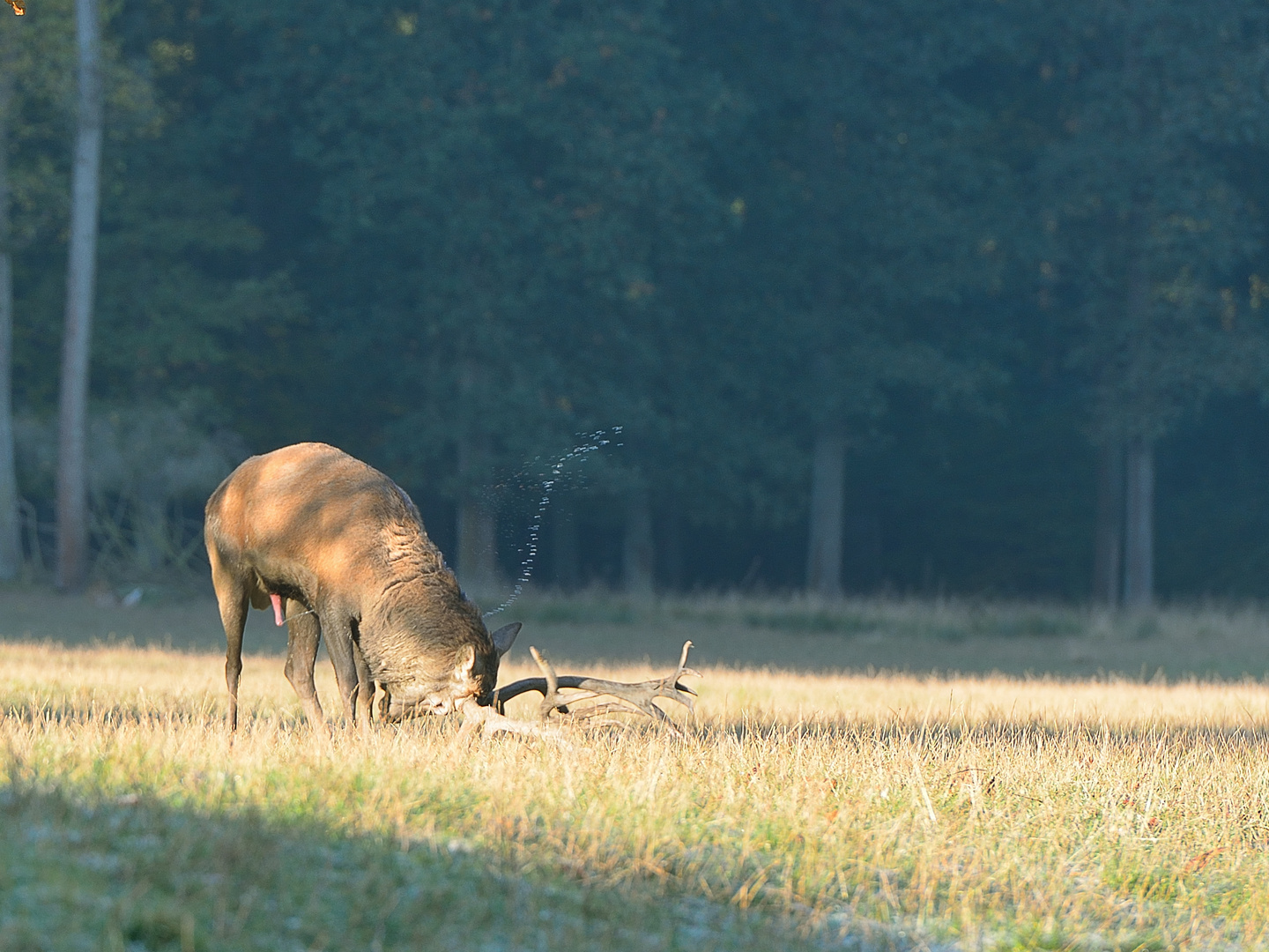 Hirschbrunft