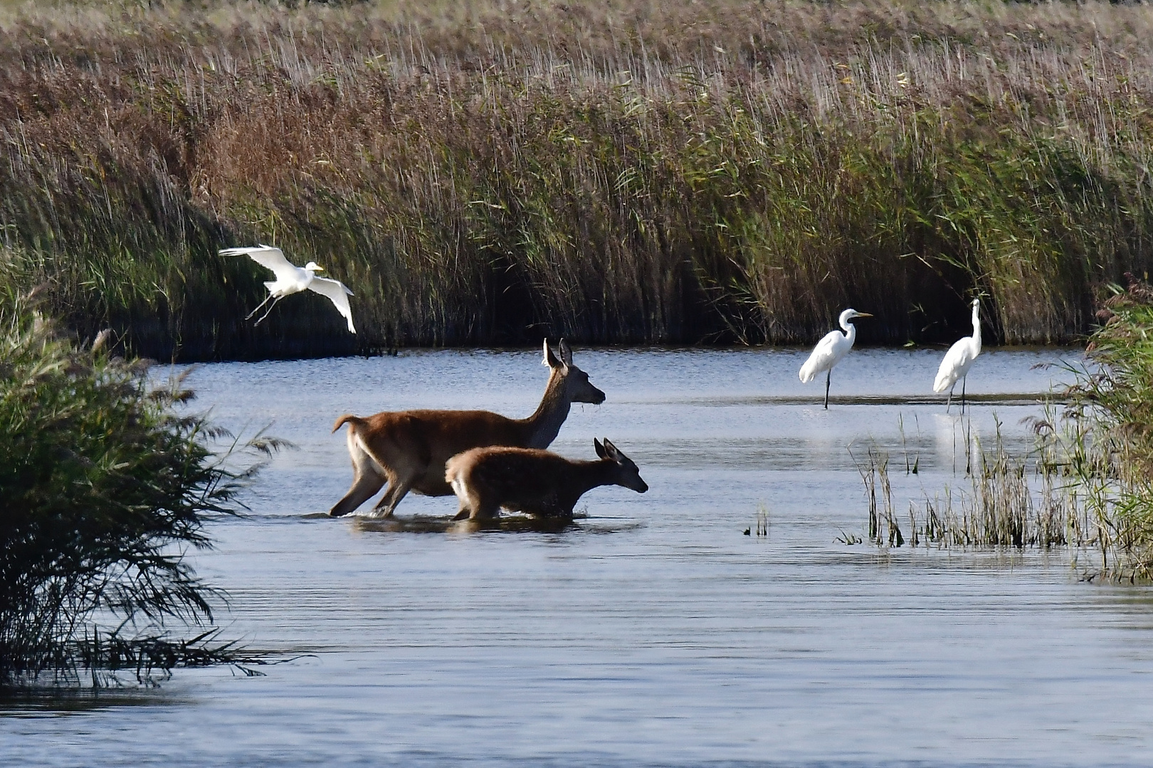 Hirschbrunft 