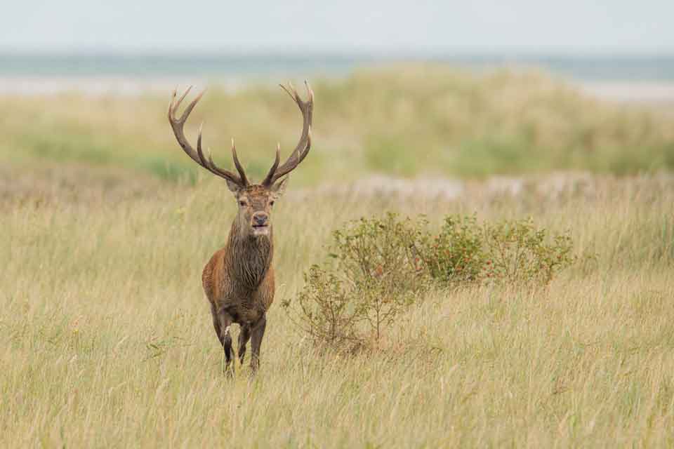 Hirschbrunft