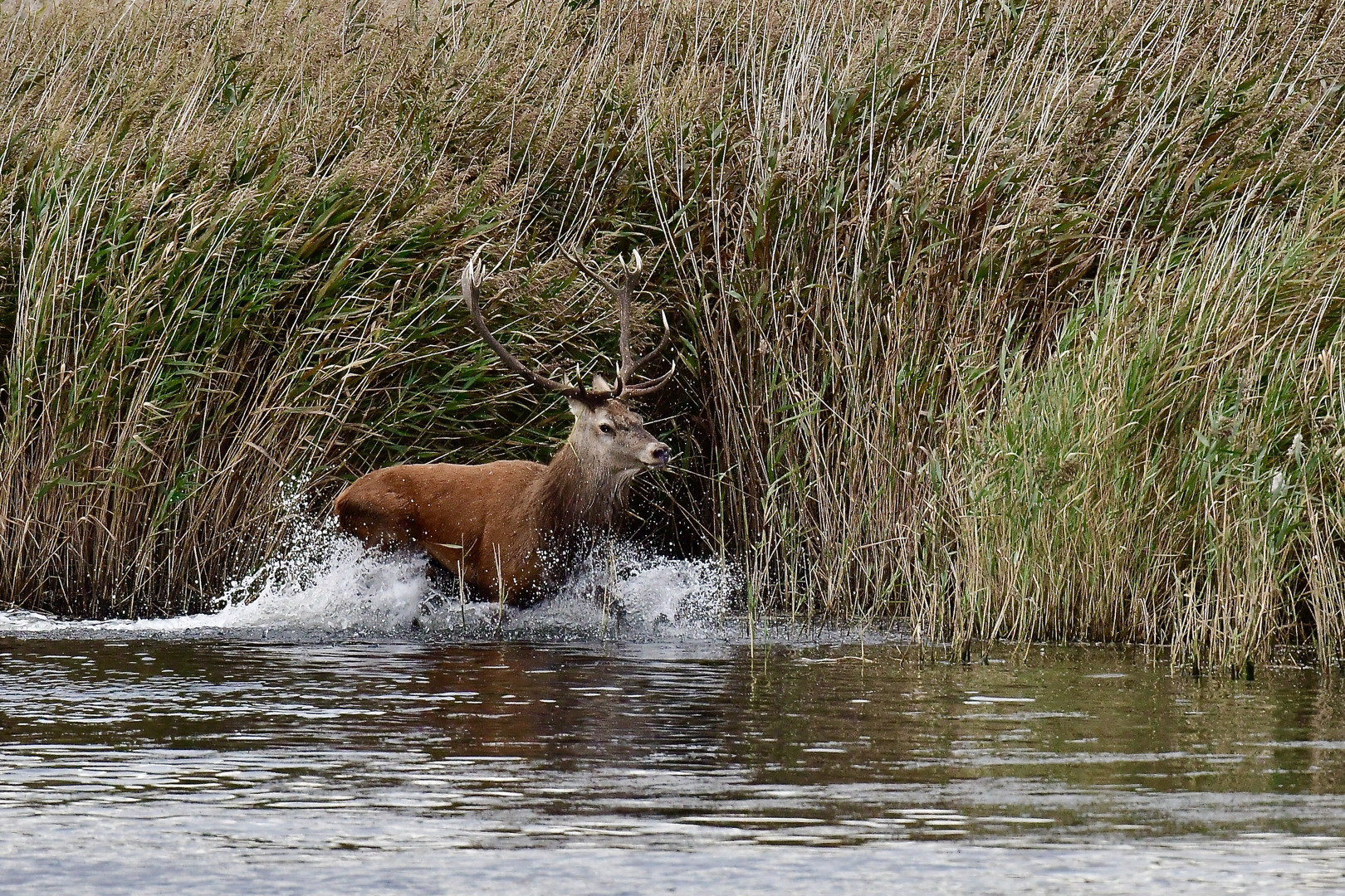 Hirschbrunft 