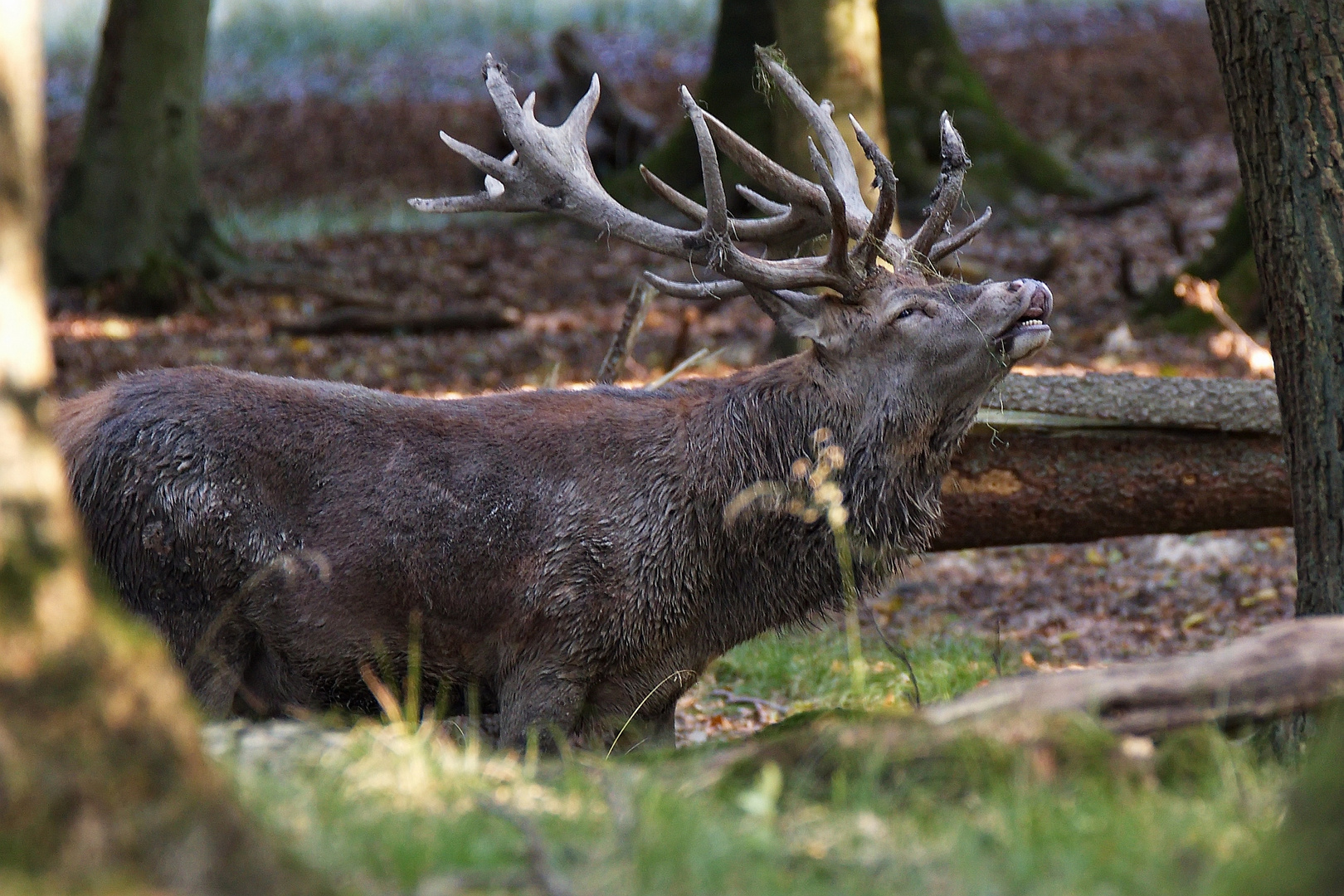 Hirschbrunft 