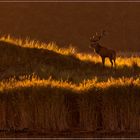 Hirschbrunft am Darsser Ort