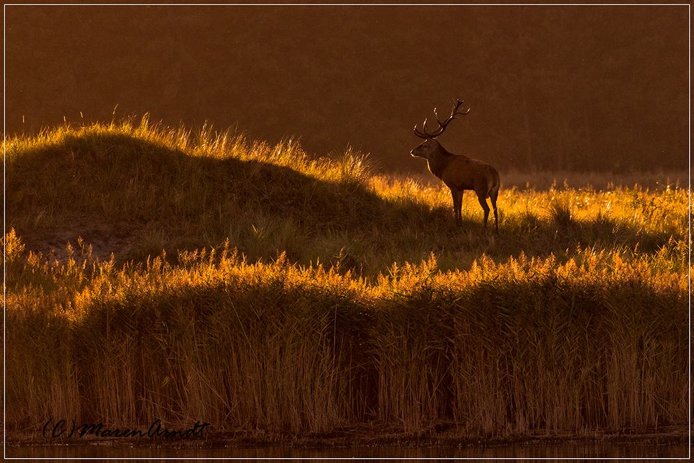 Hirschbrunft am Darsser Ort