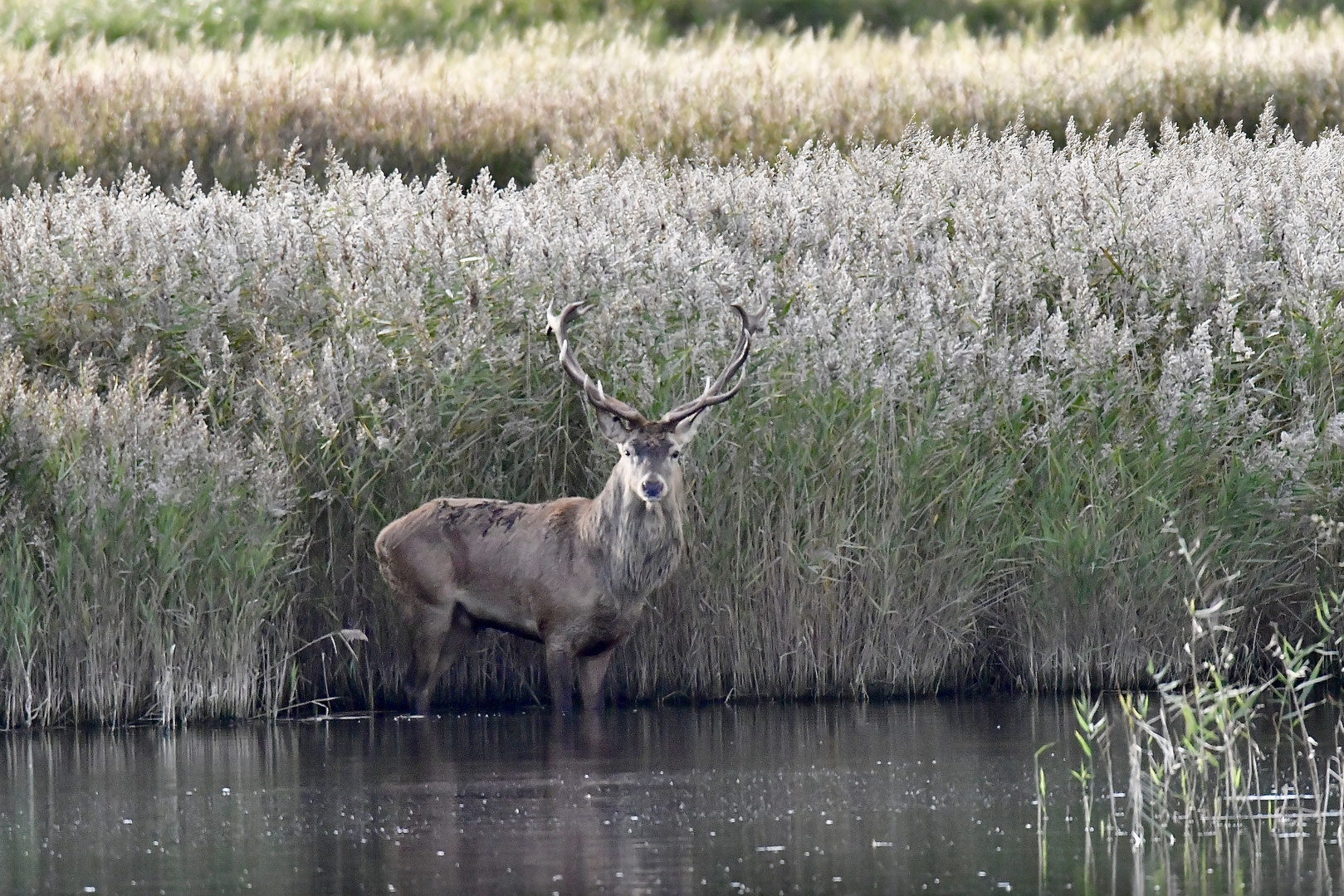 Hirschbrunft am Darßer Ort 