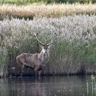 Hirschbrunft am Darßer Ort 