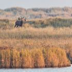 Hirschbrunft am Darßer Ort II