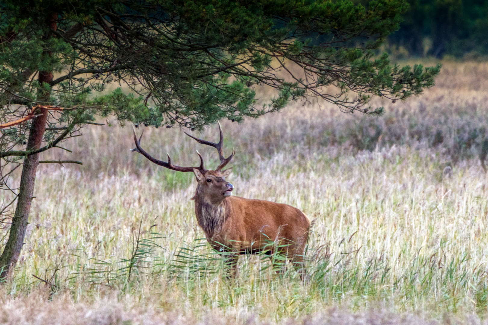 Hirschbrunft an der Küste.