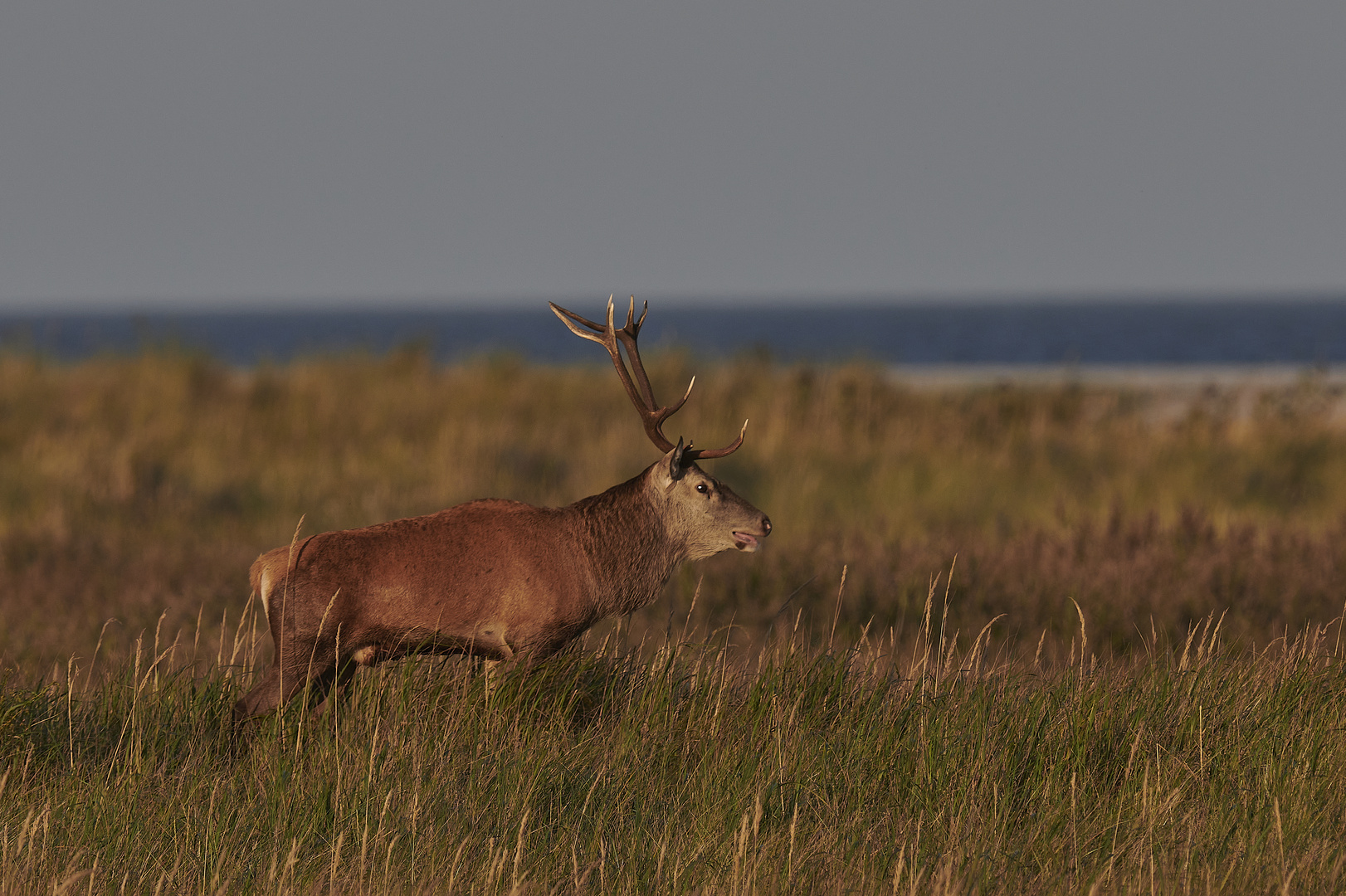 Hirschbrunft an der Ostsee