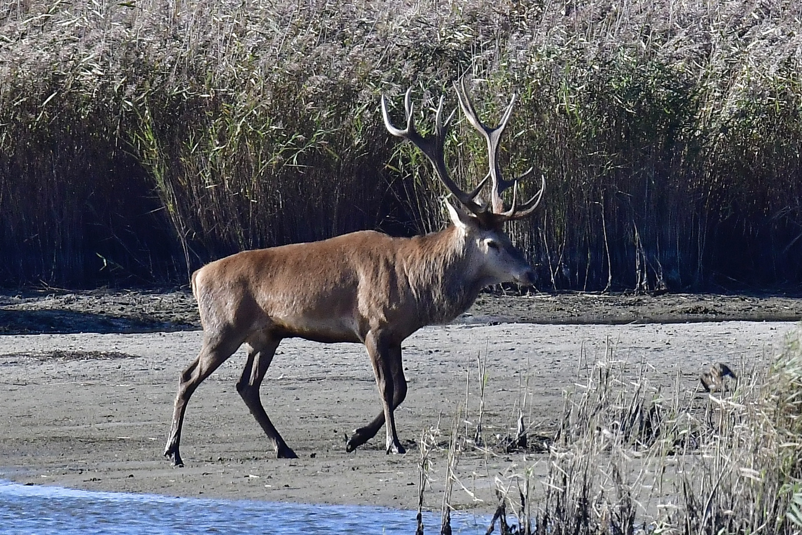 Hirschbrunft an der Ostsee 