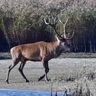 Hirschbrunft an der Ostsee 