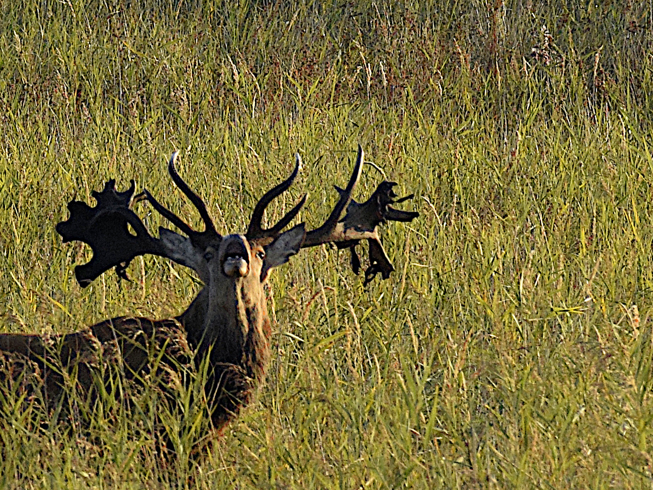 Hirschbrunft auf dem Darss