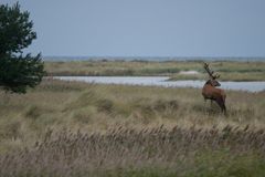 Hirschbrunft auf dem Darss 1