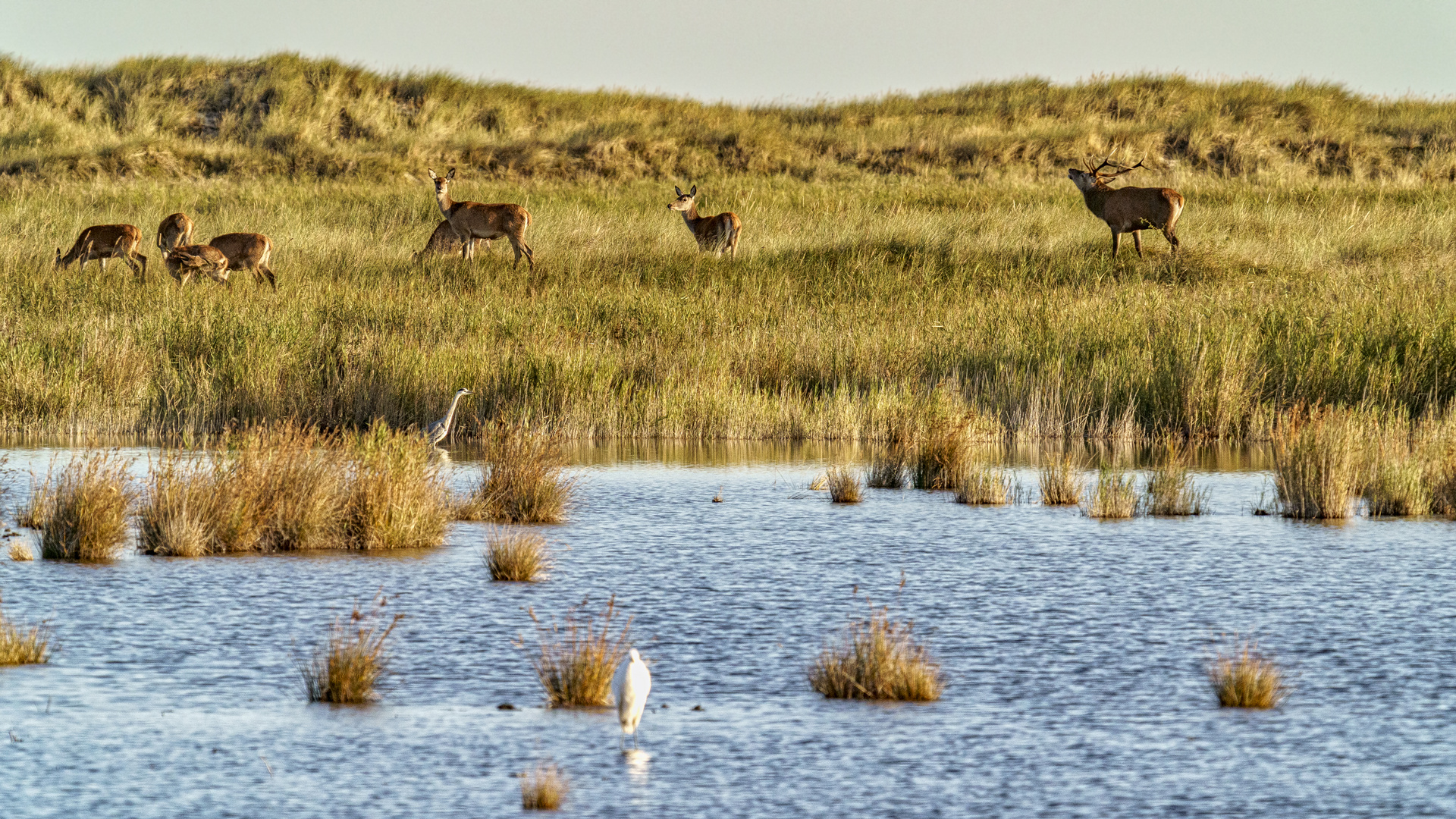 Hirschbrunft auf dem Darß, 2020.09.18