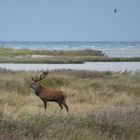 Hirschbrunft auf dem Darss 3