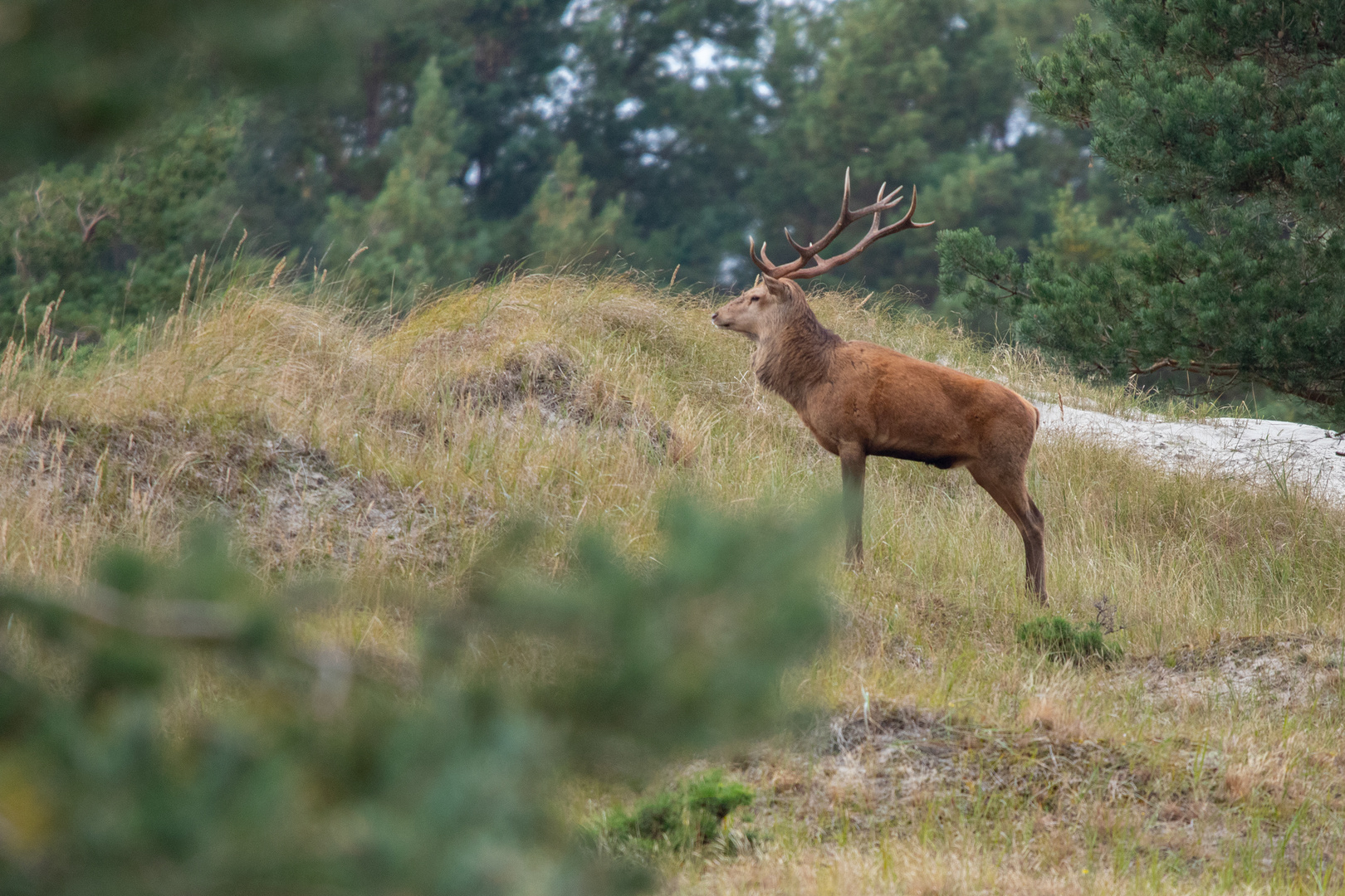 Hirschbrunft auf dem Darß