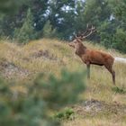 Hirschbrunft auf dem Darß