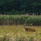 Hirschbrunft  auf dem Darß