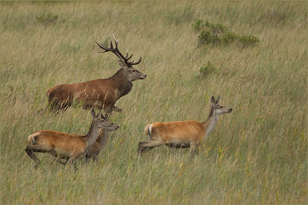 Hirschbrunft auf dem Darß