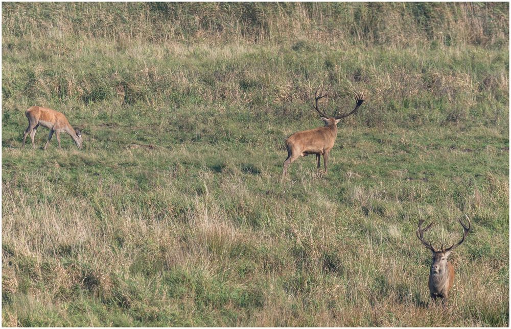 Hirschbrunft auf dem Darß