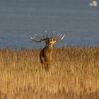 Hirschbrunft auf dem Zingst