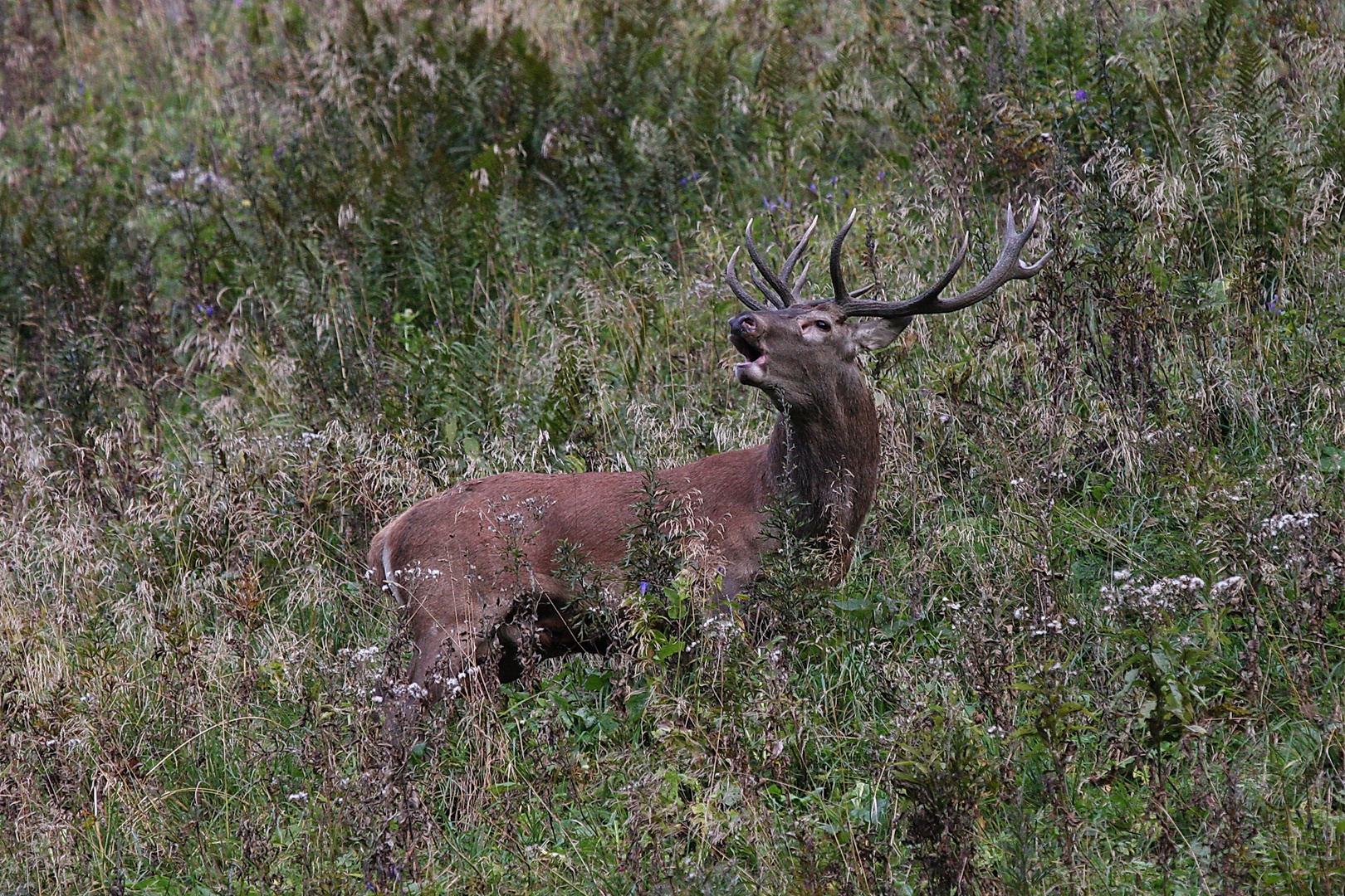 Hirschbrunft