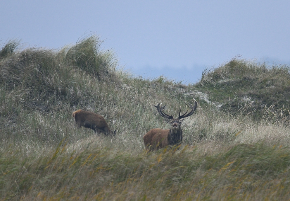 Hirschbrunft bei Prerow, Oktober 2013