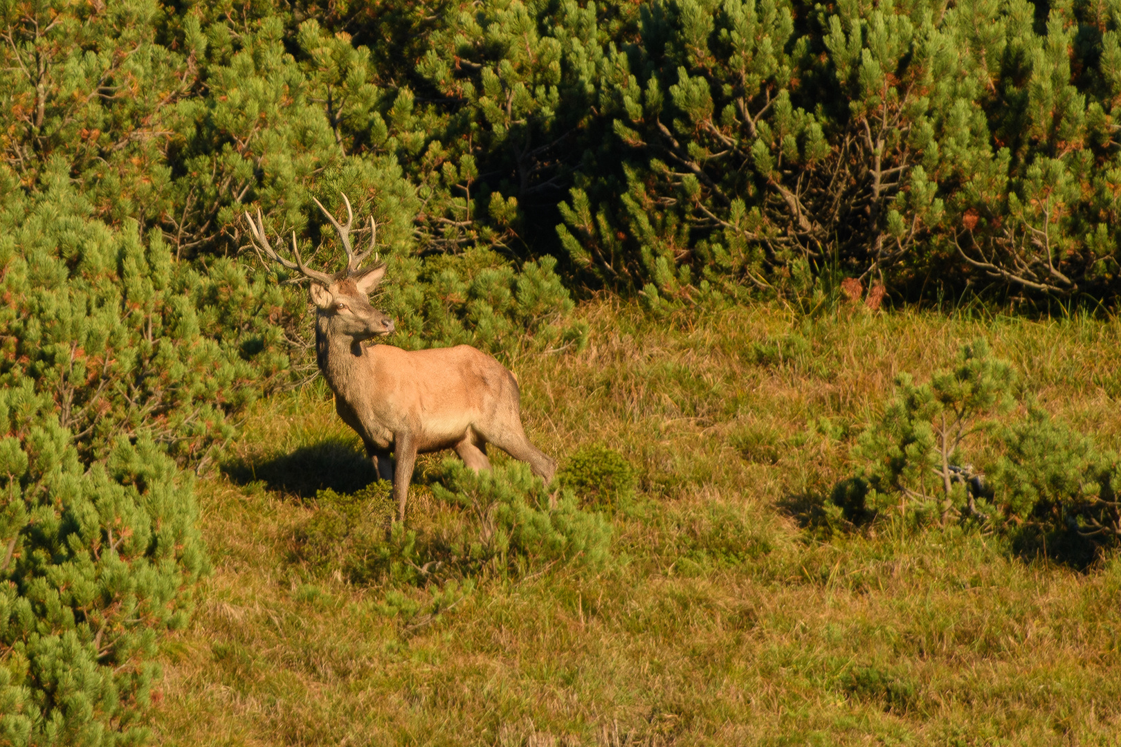 Hirschbrunft