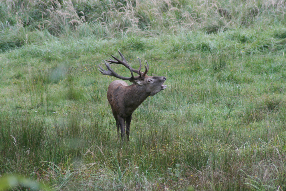 Hirschbrunft