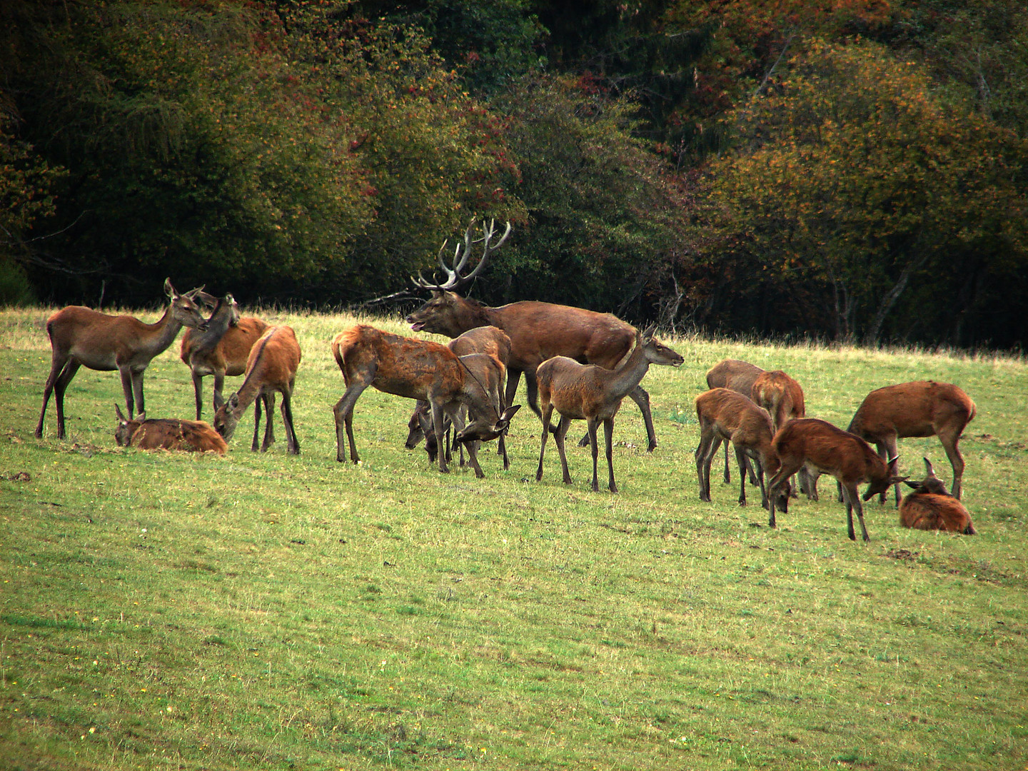 Hirschbrunft: Der Platzhirsch umkeist sein Rudel 