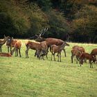 Hirschbrunft: Der Platzhirsch umkeist sein Rudel 