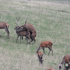 Hirschbrunft: Die Entjungferung