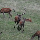 Hirschbrunft: Die Entjungferung