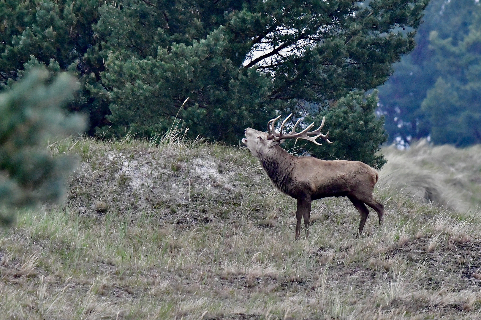 Hirschbrunft 