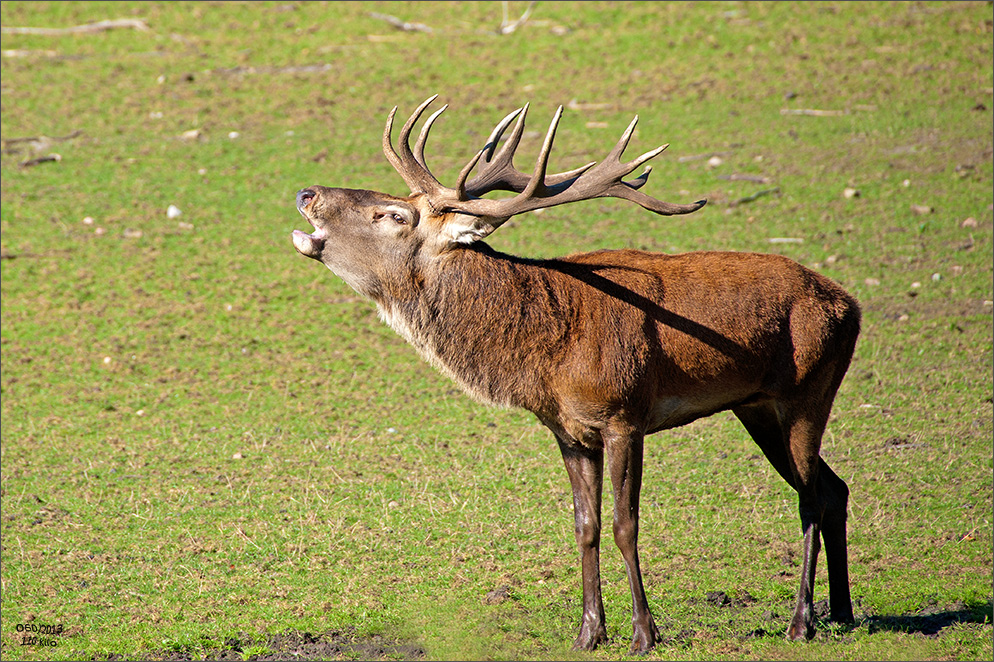 Hirschbrunft ...